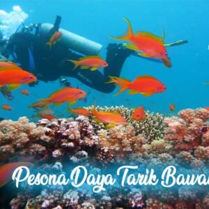 pesona daya tarik bawah laut